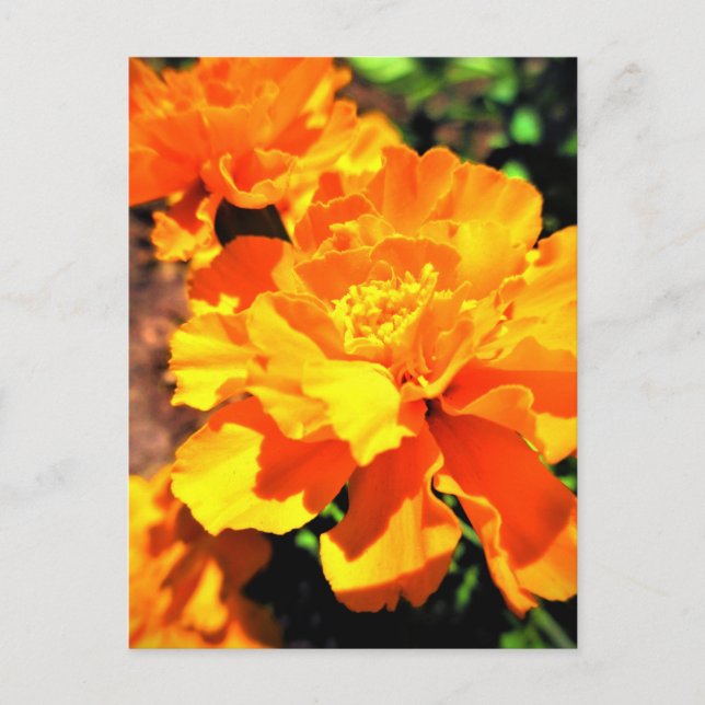 Sunny Orange Marigolds Garden Flowers Vykort (Framsida)