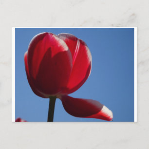 Sunny Red Tulip Close Up DIY Postcard Vykort