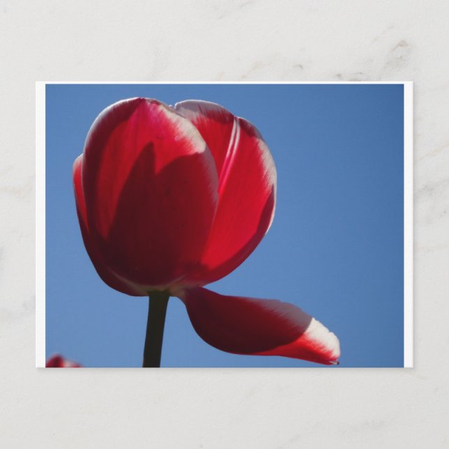 Sunny Red Tulip Close Up DIY Postcard Vykort (Framsida)