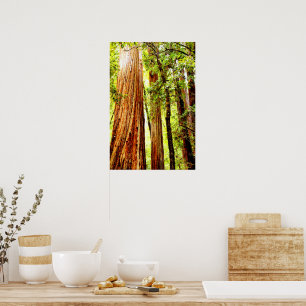 Sunny Redwood Träd Poster (Glossy)