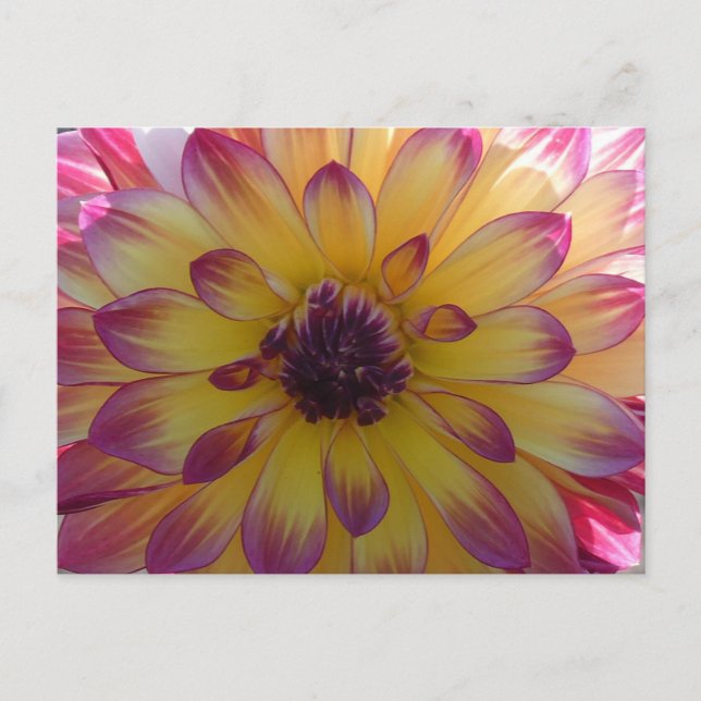 Sunny Rosa Gult Dahlia Close Up DIY Postcard Vykort (Framsida)