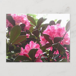 Sunny Rosa Rhododendron Flowers DIY Postcard Vykort