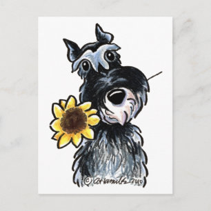 Sunny Schnauzer Classic Vykort