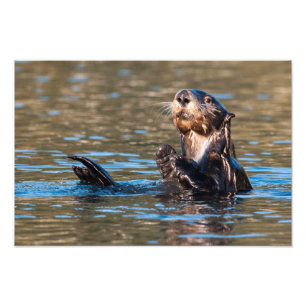 Sunny Sea Otter Fototryck