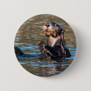 Sunny Sea Otter Knapp