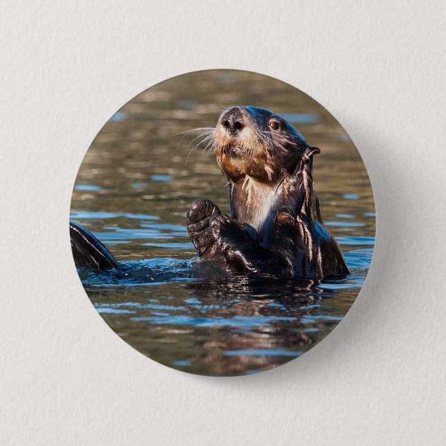 Sunny Sea Otter Knapp (Framsida)