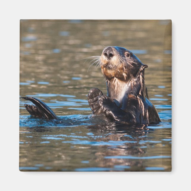 Sunny Sea Otter Magnet (Framsidan)