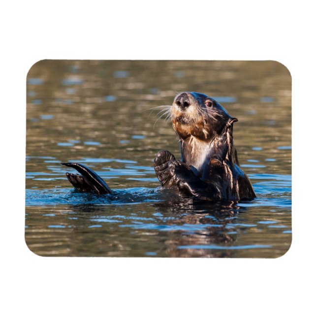 Sunny Sea Otter Magnet (Horisontell)