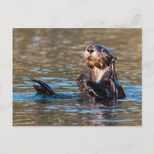 Sunny Sea Otter Vykort (Framsida)