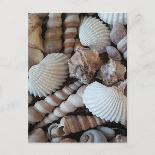 Sunny Seashells Collection Nature, sommar Vykort (Framsida)