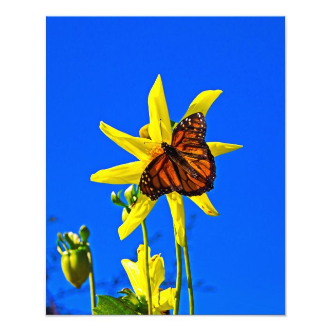 Sunny Side Up Fototryck (Framsidan)