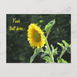 Sunny Solros i fullt Bloom Vykort