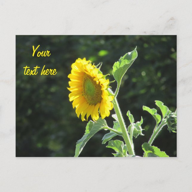 Sunny Solros i fullt Bloom Vykort (Framsida)