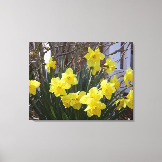 Sunny Vår Daffodils Wrapped Canvas Skriv ut (Framsida)