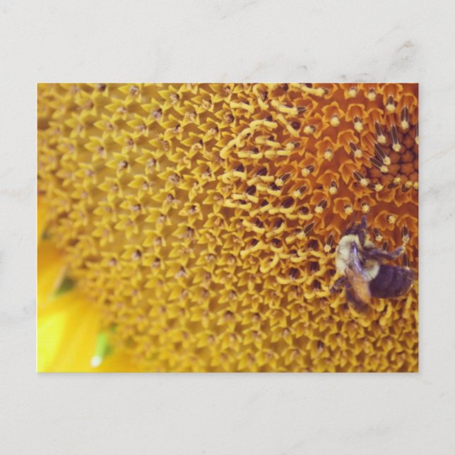 Sunny Vykort (Framsida)