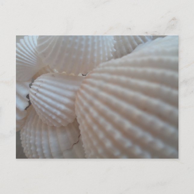 Sunny White Seashells, Sea Snäcka Beach Summer Kär Vykort (Framsida)