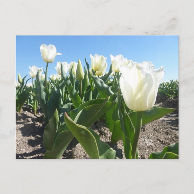 Sunny White Tulips Fält DIY vykort (Framsida)