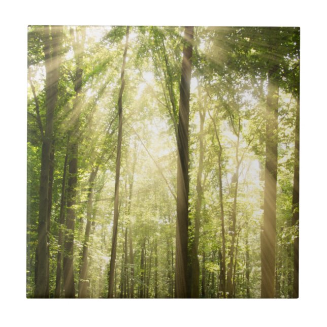 Sunrays till och med Treetops Kakelplatta (Framsidan)