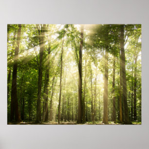 Sunrays till och med Treetops Poster