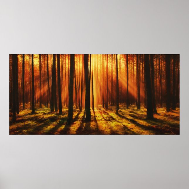 Sunrise Forest Poster (Framsidan)