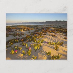 Sunrise ljus, sanddyner och havsfig på vykort