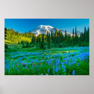 Sunrise Lupine och Mount Rainer Poster