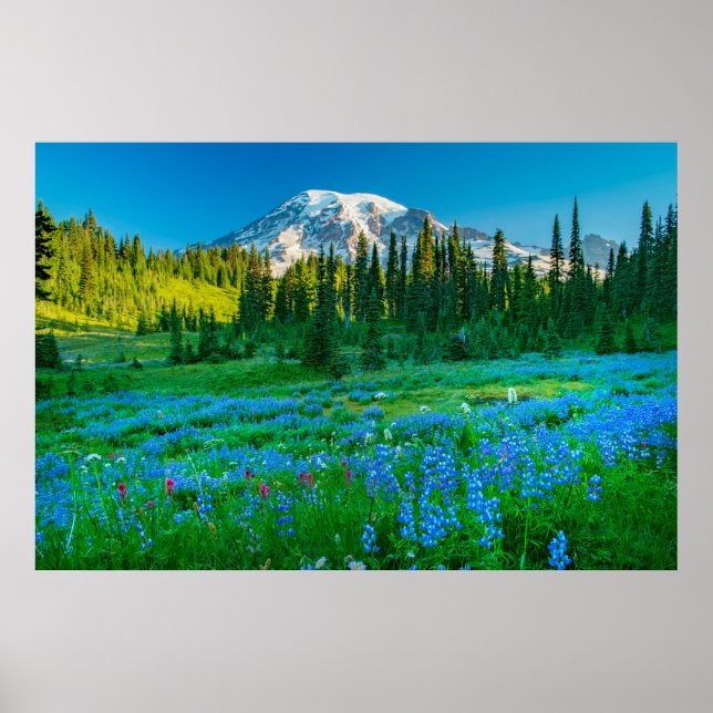 Sunrise Lupine och Mount Rainer Poster (Framsidan)