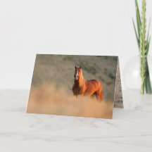 Sunrise Stallion Vild Horse Greeting Card