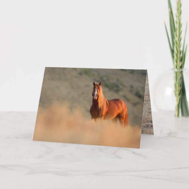 Sunrise Stallion Vild Horse Greeting Card Kort (Framsida)