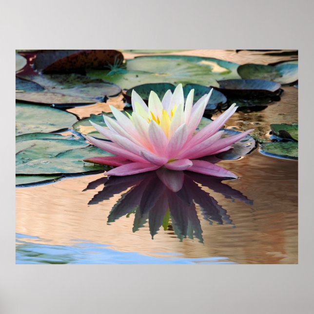 Sunrise Vatten Lily Poster (Framsidan)