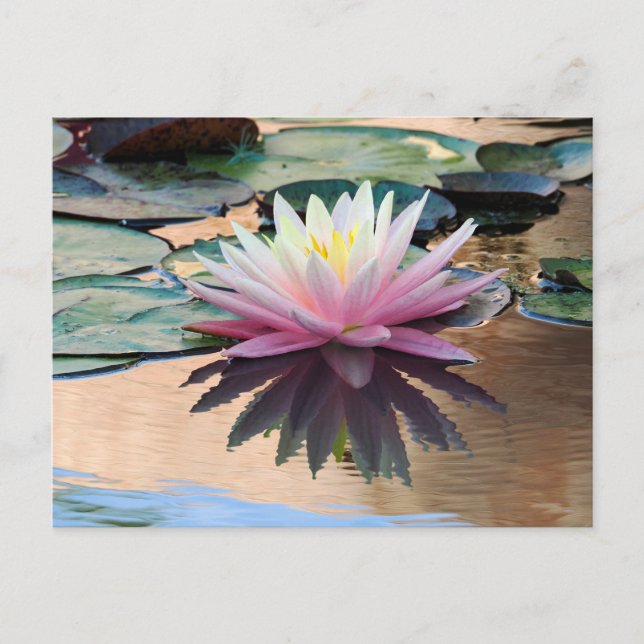 Sunrise Vatten Lily Vykort (Framsida)