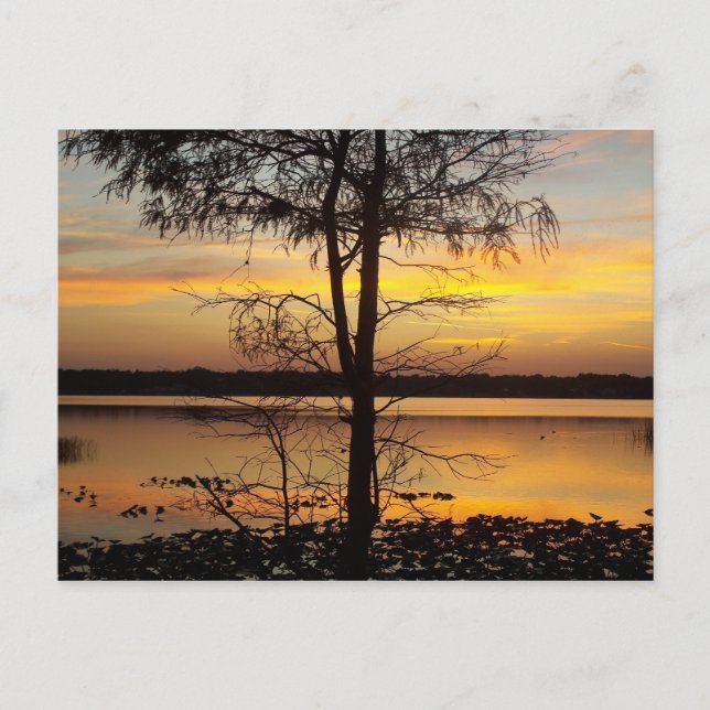 Sunset 138 Florida Post Card Vykort (Framsida)