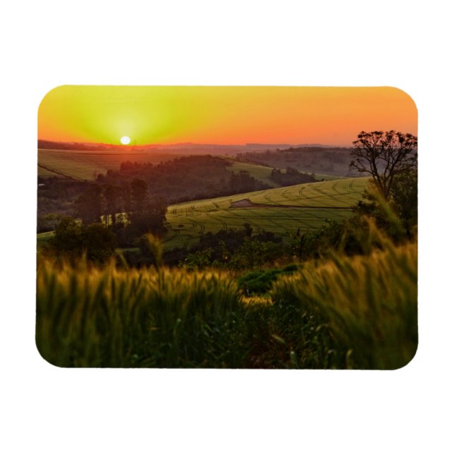 Sunset Agriculture Wheat Magnet (Horisontell)