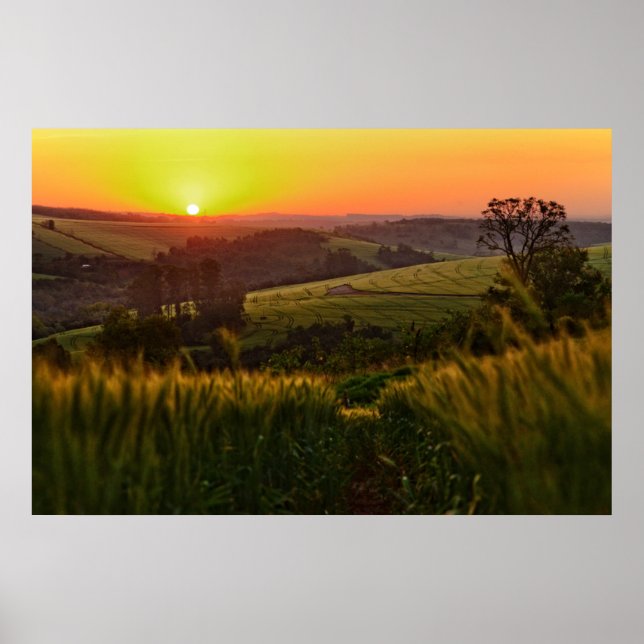 Sunset Agriculture Wheat Poster (Framsidan)
