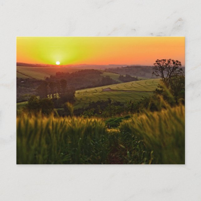Sunset Agriculture Wheat Vykort (Framsida)