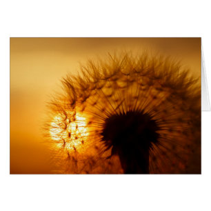 Sunset and Dandelion Hälsningskort