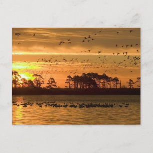 Sunset at Chincoteague-postkort Vykort