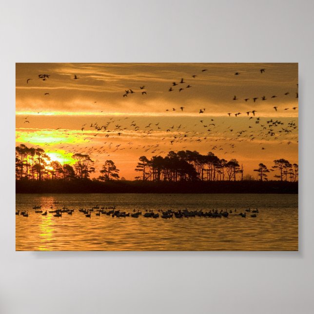 Sunset at Chincoteague Wildlife Refuge Virginia Poster (Framsidan)