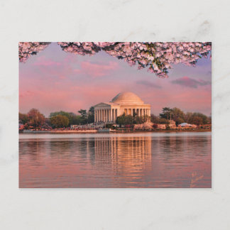 Sunset at Jeferson Memorial with Cherry Blossoms Vykort