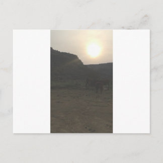 Sunset Cattle Vykort