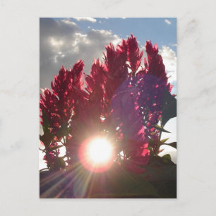 Sunset Flame Flowers Vykort
