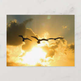 SUNSET FLIGHT POSTCARD VYKORT