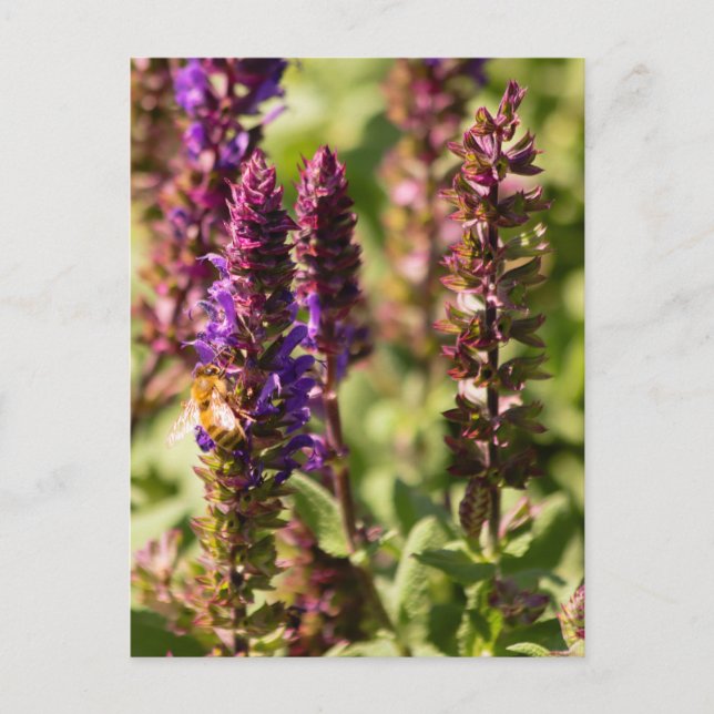 Sunset Flowers Bee Vykort (Framsida)