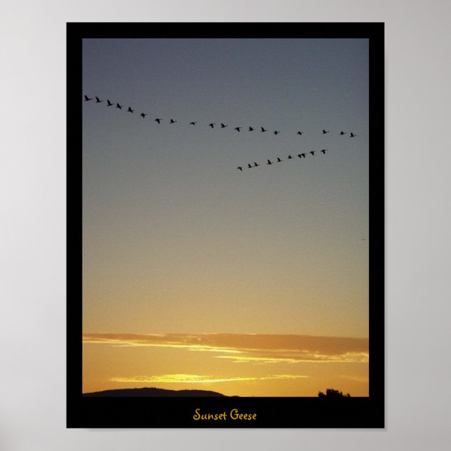 Sunset Geese Poster (Framsidan)