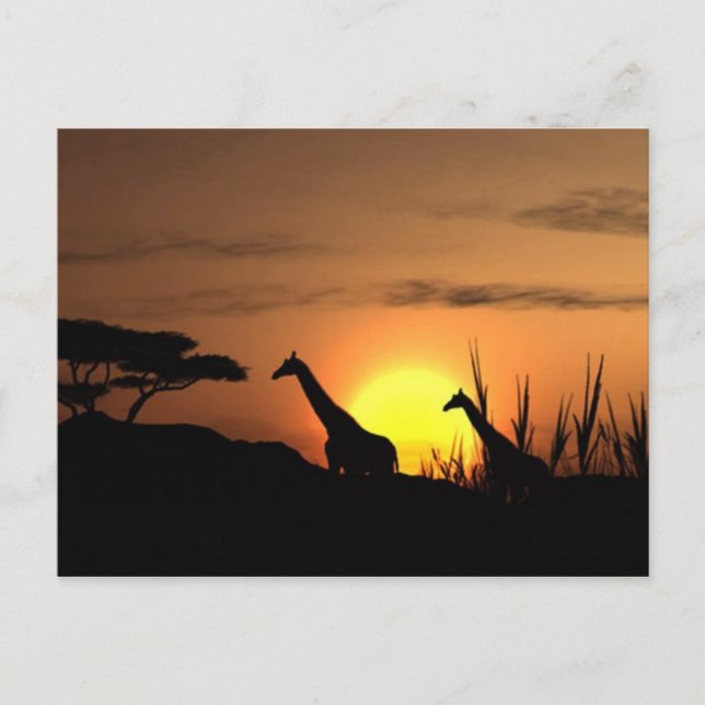 "Sunset Giraffe Silhouette" vykort (Framsida)