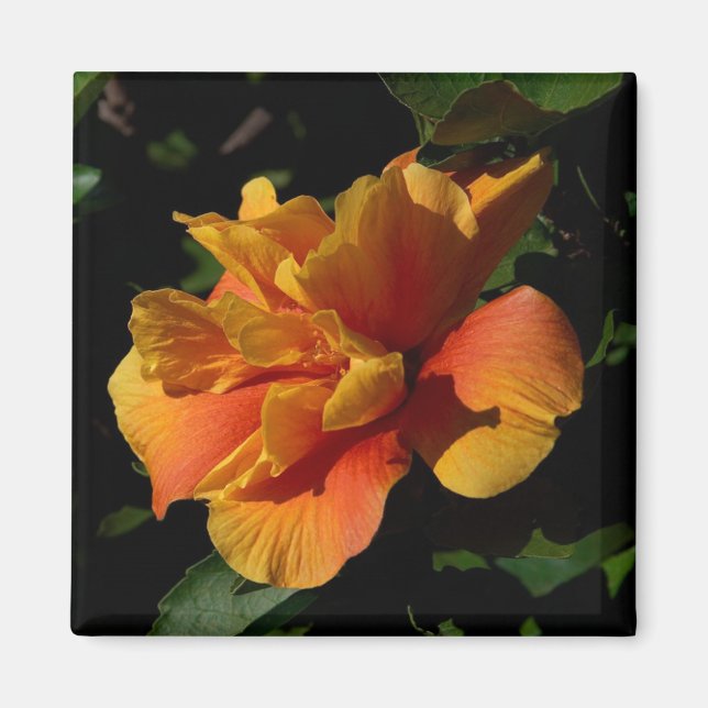 Sunset Hibiscus Magnet (Framsidan)