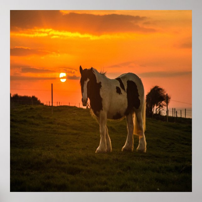 Sunset Horse Poster (Framsidan)