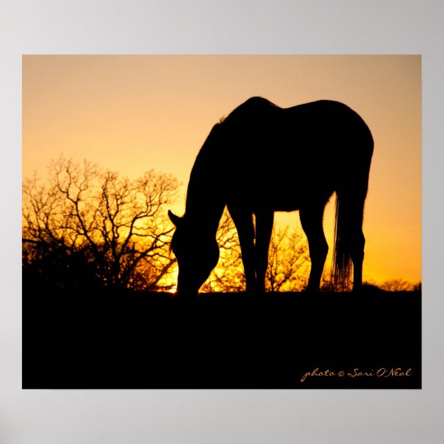 Sunset Horse Silhouette Poster (Framsidan)