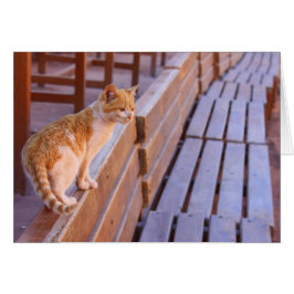 Sunset Kattunge Hälsningskort