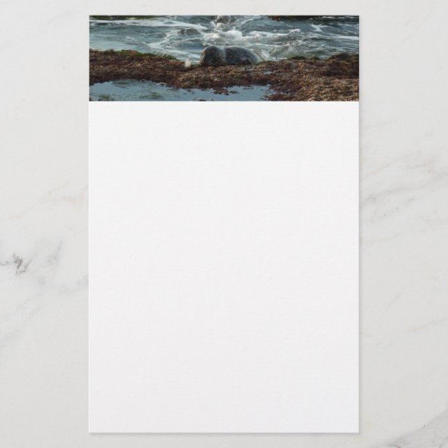 Sunset Lit Harbor Seal I i San Diego Brevpapper (Framsida)